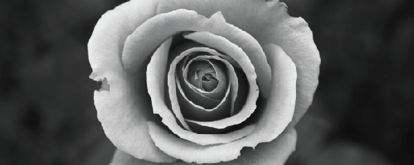 Image of a rose